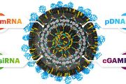 Nanočástice GA 1/2: Univerzálnost vyvinutých částic spočívá v tom, ze jeden recept funguje stejně dobře pro různé nukleové kyseliny. To může výrazně urychlit vývoj případných léků a jejich přenos do praxe.