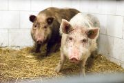 Liběchovská miniprasata – ideální model pro výzkum Huntingtonovy choroby