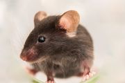 Myší model pro výzkum neplodnosti