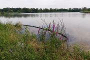 Rybník Oderská Kukla v CHKO Poodří s výskytem samečků skokana zeleného díky přítomnosti litorálu s vodní vegetací
