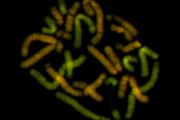 Chromozomy samečka skokana zeleného speciálně obarvené dokládající jeho hybridní původ