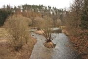 Trdliste bolenu