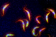 Na fotografii jsou buňky Trypanosoma brucei, které mají fluorescenčně obarvenou  DNA a mitochondrii. Fotka byla pořízena ve fluorescenčním mikroskopu a byla dále upravena v programu Adobe Phostoshop.