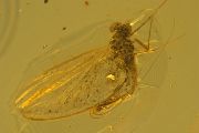 Calliarcys antiquus Eocene Baltic amber