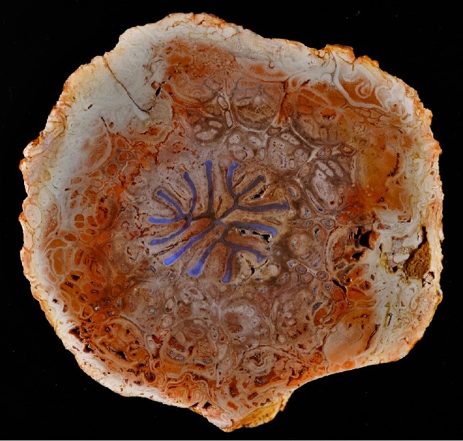Zkamenělý kmen stromové kapradiny Dernbachia brasiliensis z Permu (před 250-300 miliony let). Vodivé pletivo zvýrazněné modře. 