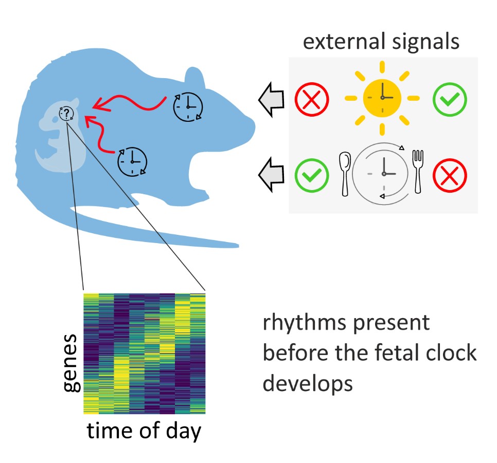 Vývoj hodin nenarozených dětí ovlivňují hodiny a denní rytmus matky: vědci to zkoumali porovnáním denního průběhu genové aktivity v suprachiasmatických jádrech hypotalamu u vyvíjejících se plodů samic březích potkanů. 