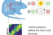 Vývoj hodin nenarozených dětí ovlivňují hodiny a denní rytmus matky: vědci to zkoumali porovnáním denního průběhu genové aktivity v suprachiasmatických jádrech hypotalamu u vyvíjejících se plodů samic březích potkanů. 