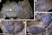 Zkameněliny krunýřů velkých členovců. Měřítko 4 cm (a) a 3 cm (b, c, d).                                                                         