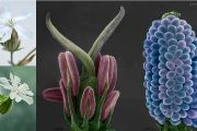 Samčí a samičí květ silenky širolisté (vlevo), a kolorovaný snímek hermafroditního květu s vajíčky a placentou (vpravo) v nativním stavu z EREM, EEM ÚPT AVČR (na obálce časopisu Journal of Experimental Botany).