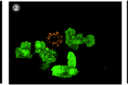 Časosběrné fotografie z mikroskopu zachycují kritické okamžiky distribuce antigenů ze školících buněk (mTEC, oranžová) do buněk příjemců (DC, zelená). Obrázek 1) zachycuje aktivní komunikaci mezi oběma typy buněk. Na obrázku 2) školící buňka umírá a rozpadá se na malé části obsahující antigeny, které jsou postupně distribuovány a pohlcovány příjemci, což je znázorněno na obrázku 3). Příjemci posléze prezentují tyto antigeny na svém povrchu a díky tomu mohou „školit“ dozrávající T lymfocyty podobně jako školící mTEC buňky. T lymfocyty, které vlastní antigeny rozpoznávají, jsou potenciálně škodlivé, a proto jsou eliminovány. Tento proces zabraňuje reakcím, které vedou k autoimunitním onemocněním. 