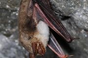 Zimující netopýr velký (Myotis myotis)