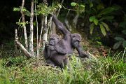 Gorilí dvojčata z Dzanga Sanga Protected Areas ze skupiny Makumba, Středoafrická republika. 