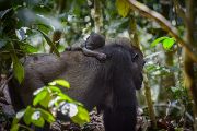 Matka kojí mládě do jeho tří let.Potomek – samice skupinu opouští v 10 letech, samec  v 11 a více letech. Bai Hokou, Dzanga Sangha Protected Areas, Středoafrická republika. 
