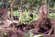 Odpočívající samice s mládětem, Bai Hokou, Dzanga Sangha Protected Areas, Středoafrická republika. 