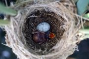 Kukaččí mládě a kukaččí vejce v hnízdě rákosníka velkého. I v tomto hnízdě nakonec přežilo pouze jedno kukaččí mládě. Mládě kukačky, které se vylíhlo jako první, z hnízda postupně vytlačilo všechna vejce hostitele a také vejce konkurenční kukačky.  