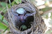 Mládě kukačky staré několik dní vytlačuje předposlední vejce rákosníka velkého ven z hnízda. Tím si malá kukačka zajistí dostatečný přísun potravy, o kterou se nebude muset s nikým dělit. 