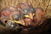 Čerstvě vylíhlá mláďata rákosníka velkého. V tomto hnízdě samice rákosníka poznala a vyhodila kukaččí vejce a její vlastní mláďata tak měla šanci přežít.  
