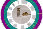 Vizualizace 15 genomů dvou druhů myší (fialová barva – myš západní, zelená barva – myš středozemní) pomocí výstupů z diem.  Přechod barev (tzn. fialová v zeleném poli, zelená barva ve fialovém poli) a žluté čáry znázorňující heterozygotní pozice naznačují výměnu genetické informace mezi oběma druhy.
