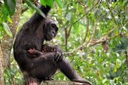 Dospělá samice šimpanze s novorozeným mládětem v Bulindi, Uganda
