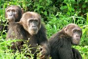 Dospělí samci šimpanzů v Bulindi, Uganda