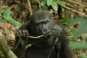 Rostlinná strava tvoří většinu gorilího jídelníčku