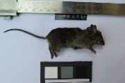 Myš harennská