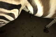 Odběr krve pomocí pijavice u zebry Chapmanovy (Equus quagga chapmani)