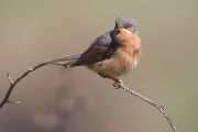 Samec pěnice vousaté (Curruca cantillans) je zástupcem létajících ptačích zpěváků z Mediteránu. 