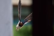 Vlaštovka obecná je nejen pěkný, ale také zajímavý ptačí druh, který mnohé prozrazuje o evoluci, ekologii a chování zvířat.