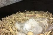 Vlaštovčí hnízdo s kamerou a umělým mimetickým vajíčkem