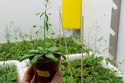 Drobná bylina huseníček rolní, se kterou autoři výzkumu pracovali, je v současnosti nejpoužívanější pokusnou rostlinou. 