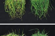 Pšenice vystavená suchu: vlevo neošetřená, vpravo po aplikaci MTU