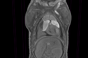 CT skeny hrudní a břišní dutiny myšího embrya s upravenou helikázou Diceru a normálního myšího embrya. Mutantní myší embrya mají hůře vyvinuté plíce a srdce, u kterého je vidět tenčí stěna srdečních komor.