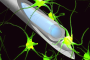 Holografický endoskop zobrazuje neuronové okruhy v živé mozkové tkáni