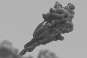 Snímek Cordyceps z elektronového mikroskopu