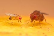 Vylíhne se hostitel, nebo vetřelec? Obě kukly patří octomilce Drosophila melanogaster, ale v té napravo se připravuje k vylíhnutí parazitická vosička Leptopilina boulardi.