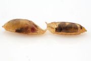 Mezi octomilkami jsou velké rozdíly: vlevo klasický genetický model Drosophila melanogaster, vpravo Drosophila rubida z australského pralesa.