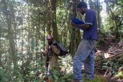 První autor studie a vedoucí papuánské expedice, Jimmy Moses (vpravo) spolu se svým asistentem při přípravě experimentu v horském pralese hory Mt. Wilhelm. Papua Nová Guinea.