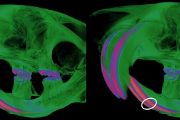 Rekonstrukce myších lebek z počítačové tomografie  v pseudobarvách, které odlišují sklovinu (modrá a oranžová) od  kosti a zuboviny (zelená). Zdravá myš vlevo, vpravo mutant se  zvýrazněným defektem vzniklým při tvorbě skloviny. Pořízeno  v Českém centru pro fenogenomiku v centru BIOCEV.