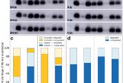 Experimentální srovnání ukázalo vyšší rozpustnost a neuspořádanost de novo proteinů ve srovnání s jejich zcela náhodnými protějšky