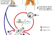 Naegleria fowleri – životní cyklus