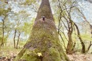 Automatický dendrometr instalovaný na nádherném více než 200 let starém dubu v lužním lese na rakousko-slovenských hranicích poblíž řeky Moravy, navržený k monitorování vitality stromu