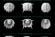 Mláďata trilobitů žijící na mořském dně. 