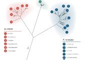 Jeden z příkladů vyřešení druhových hranic u Aspergillus versicolor a příbuzných druhů, kde byl počet akceptovaných druhů snížen ze 17 na pouhé 4 (jména akceptovaných druhů jsou označena větším písmem a synonyma jsou uvedena pod čarou)