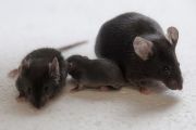 Laboratorní myši