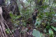 Terén na periferii rezervace Dja (Kamerun), kde probíhalo vzorkování volně žijících lidoopů, je velice náročný: Vědci se často museli prosekávat podrostem, brodit přes řeky či procházet četnými bažinami.