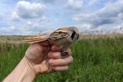 Sýkořice vousatá (Panurus biarmicus), druh ptáka s nižší hladinou glukózy