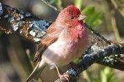 Hýl rudý (Carpodacus erythrinus), druh ptáka s nejnižší hladinou glukózy v krvi analyzovanou ve studii. Nicméně proti člověku je stále více než dvojnásobná.