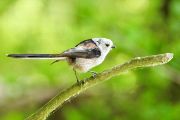 Mlynařík dlouhoocasý (Aegithalos caudatus), jeden z druhů s nejvyšší hladinou glukózy v krvi