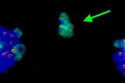 Eliminace chromozomů kostřavy se děje během meiotického dělení u kříženců kostřav a jílků.